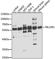 TBL1XR1 Rabbit pAb
