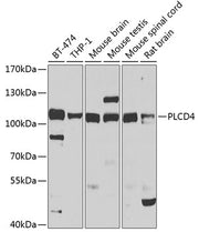 PLCD4 Rabbit pAb