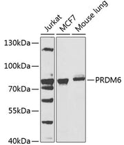 PRDM6 Rabbit pAb