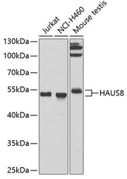 HAUS8 Rabbit pAb