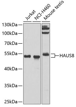 HAUS8 Rabbit pAb