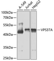 VPS37A Rabbit pAb