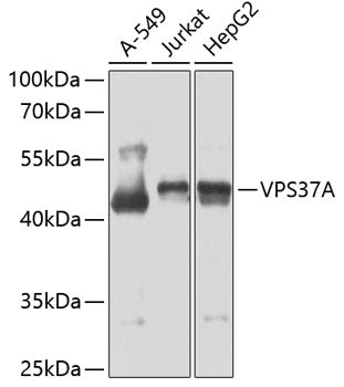 VPS37A Rabbit pAb