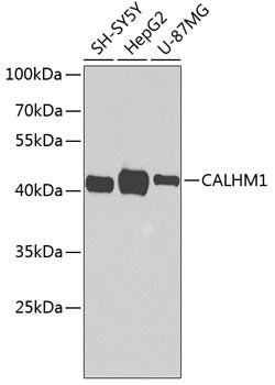 CALHM1 Rabbit pAb