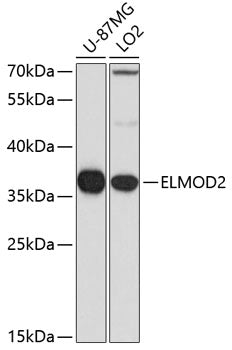 ELMOD2 Rabbit pAb