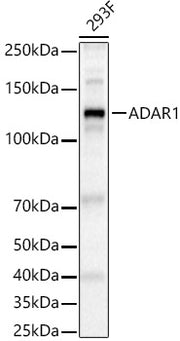 ADAR1 Rabbit pAb