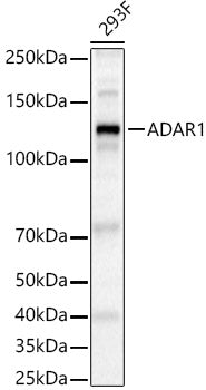 ADAR1 Rabbit pAb