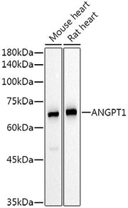 ANGPT1 Rabbit pAb