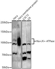 Na+/K+-ATPase Rabbit pAb