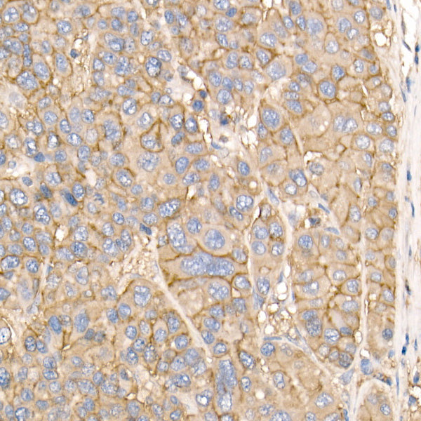 Na+/K+-ATPase Rabbit pAb