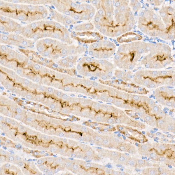 Na+/K+-ATPase Rabbit pAb