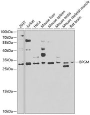 BPGM Rabbit pAb