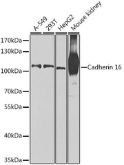 Cadherin 16 Rabbit pAb