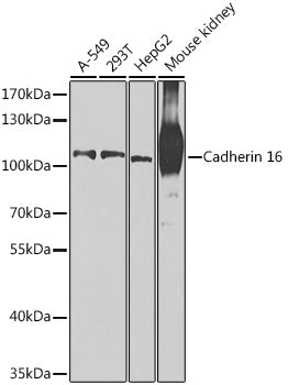 Cadherin 16 Rabbit pAb