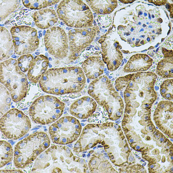 Cadherin 16 Rabbit pAb
