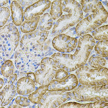 Cadherin 16 Rabbit pAb