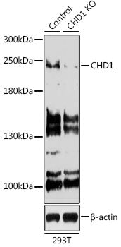 [KO Validated] CHD1 Rabbit pAb