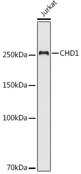 [KO Validated] CHD1 Rabbit pAb