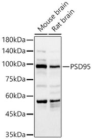 PSD95 Rabbit pAb