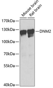 DNM2 Rabbit pAb