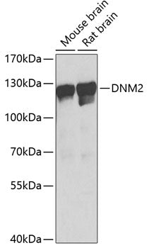 DNM2 Rabbit pAb