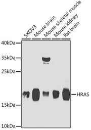 HRAS Rabbit pAb