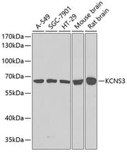 KCNS3 Rabbit pAb
