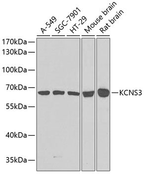 KCNS3 Rabbit pAb