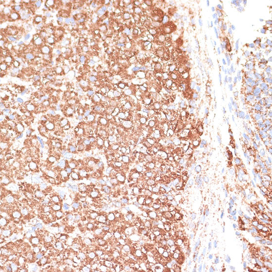 KCNS3 Rabbit pAb