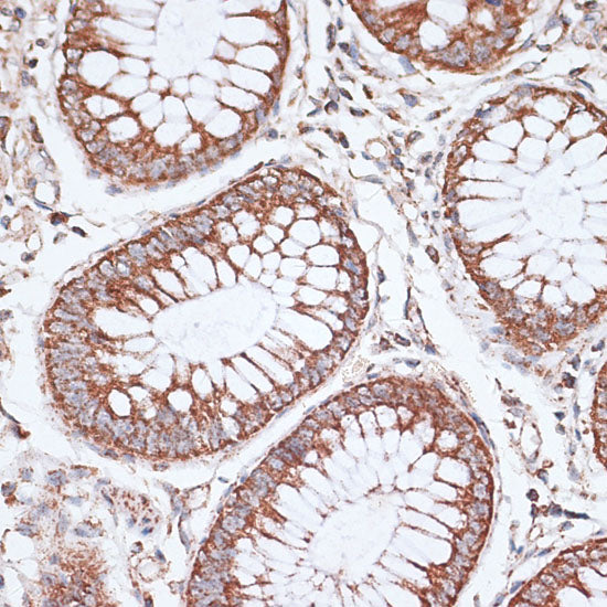KCNS3 Rabbit pAb