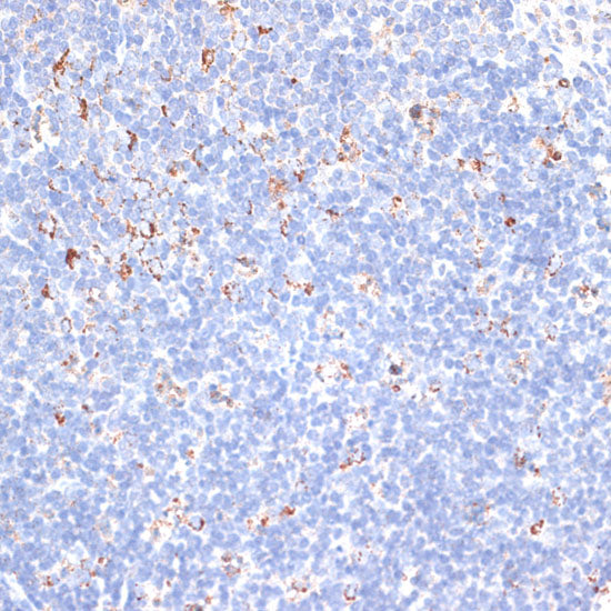 KCNS3 Rabbit pAb