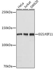 EG5/KIF11 Rabbit pAb