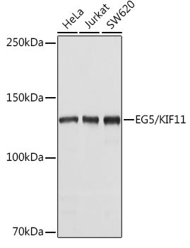 EG5/KIF11 Rabbit pAb