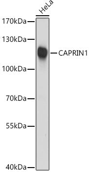 CAPRIN1 Rabbit pAb