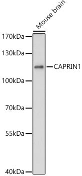 CAPRIN1 Rabbit pAb