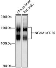 NCAM1 / CD56 Rabbit pAb