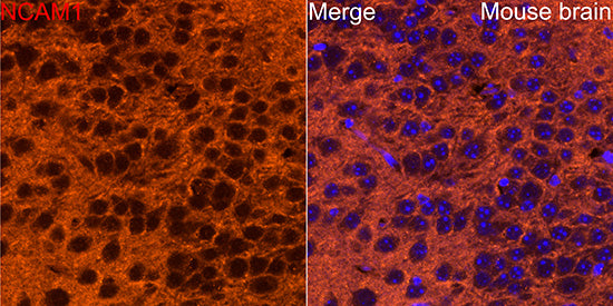 NCAM1 / CD56 Rabbit pAb