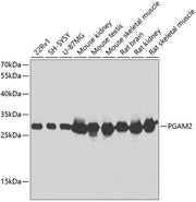 PGAM2 Rabbit pAb