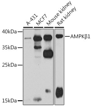 AMPKβ1 Rabbit pAb