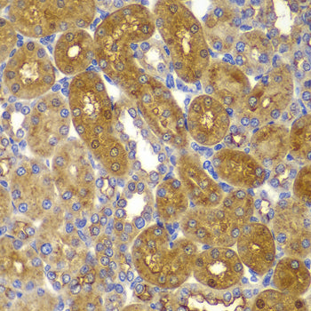 AMPKβ1 Rabbit pAb