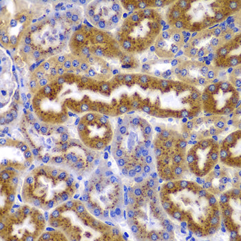 AMPKβ1 Rabbit pAb