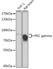 PKC gamma Rabbit pAb