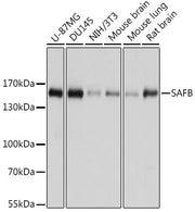 SAFB Rabbit pAb
