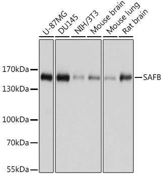 SAFB Rabbit pAb