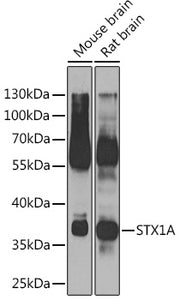 STX1A Rabbit pAb