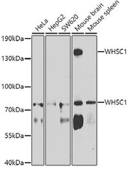WHSC1 Rabbit pAb