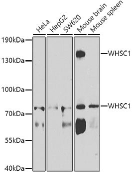 WHSC1 Rabbit pAb