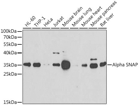 Alpha SNAP Rabbit pAb