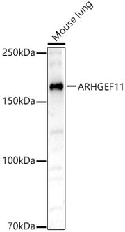 ARHGEF11 Rabbit pAb