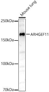 ARHGEF11 Rabbit pAb